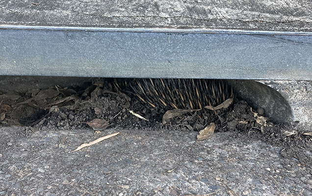 Echidna stuck